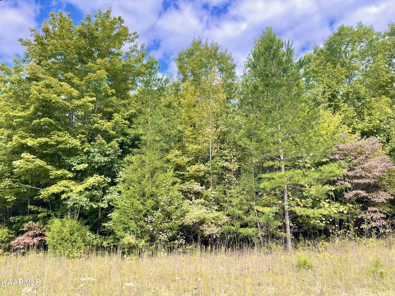 Big Piney Loop Lot 111 - Photo 1