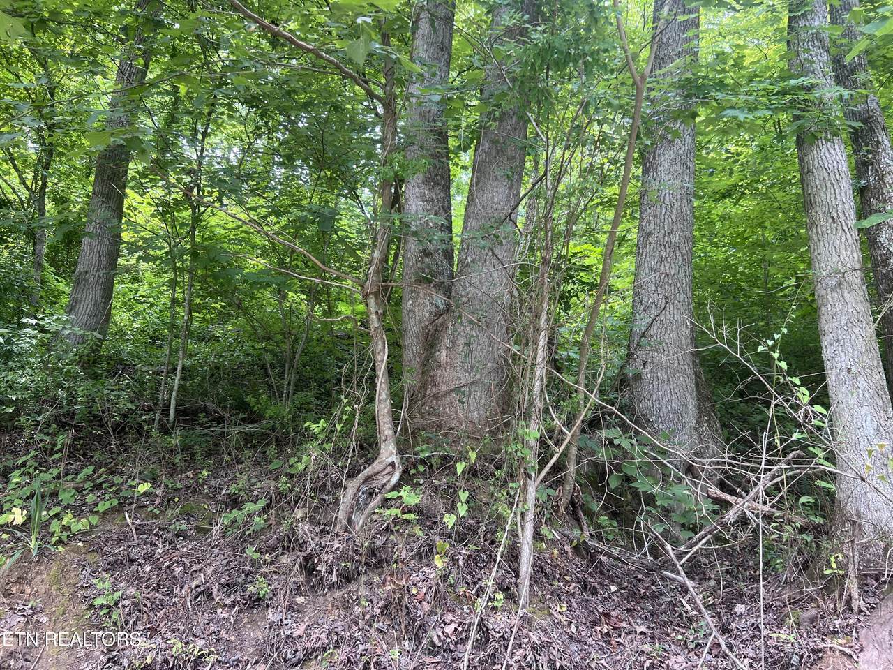 89 Branch Connector Rd - Photo 1