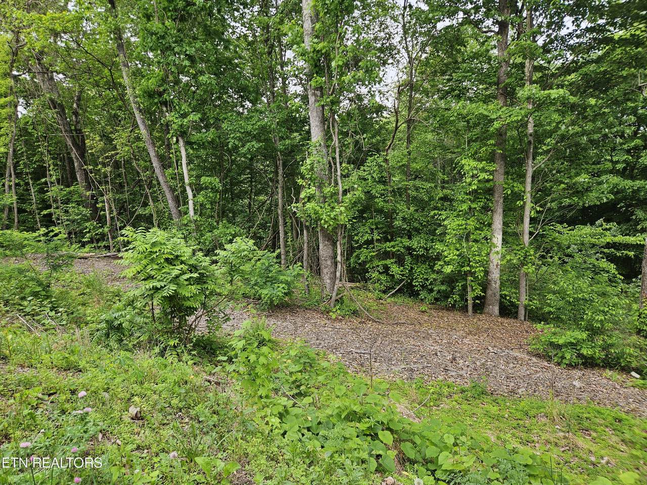 Whitman Hollow Rd - Photo 1