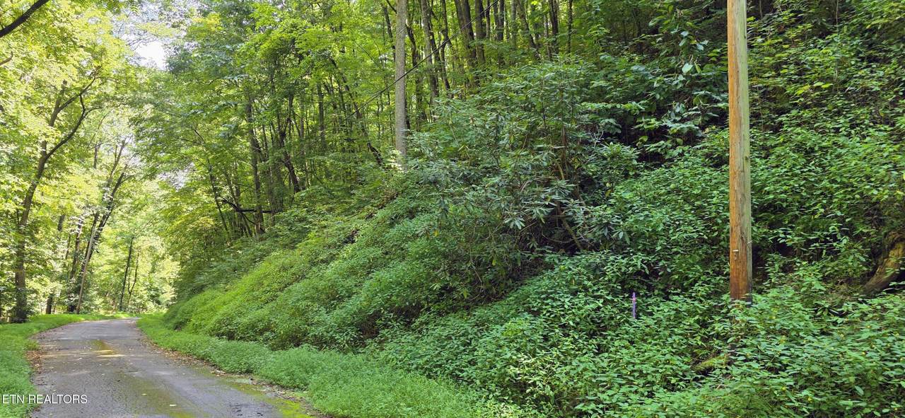 Lot 29 Black Walnut Flats Rd - Photo 1