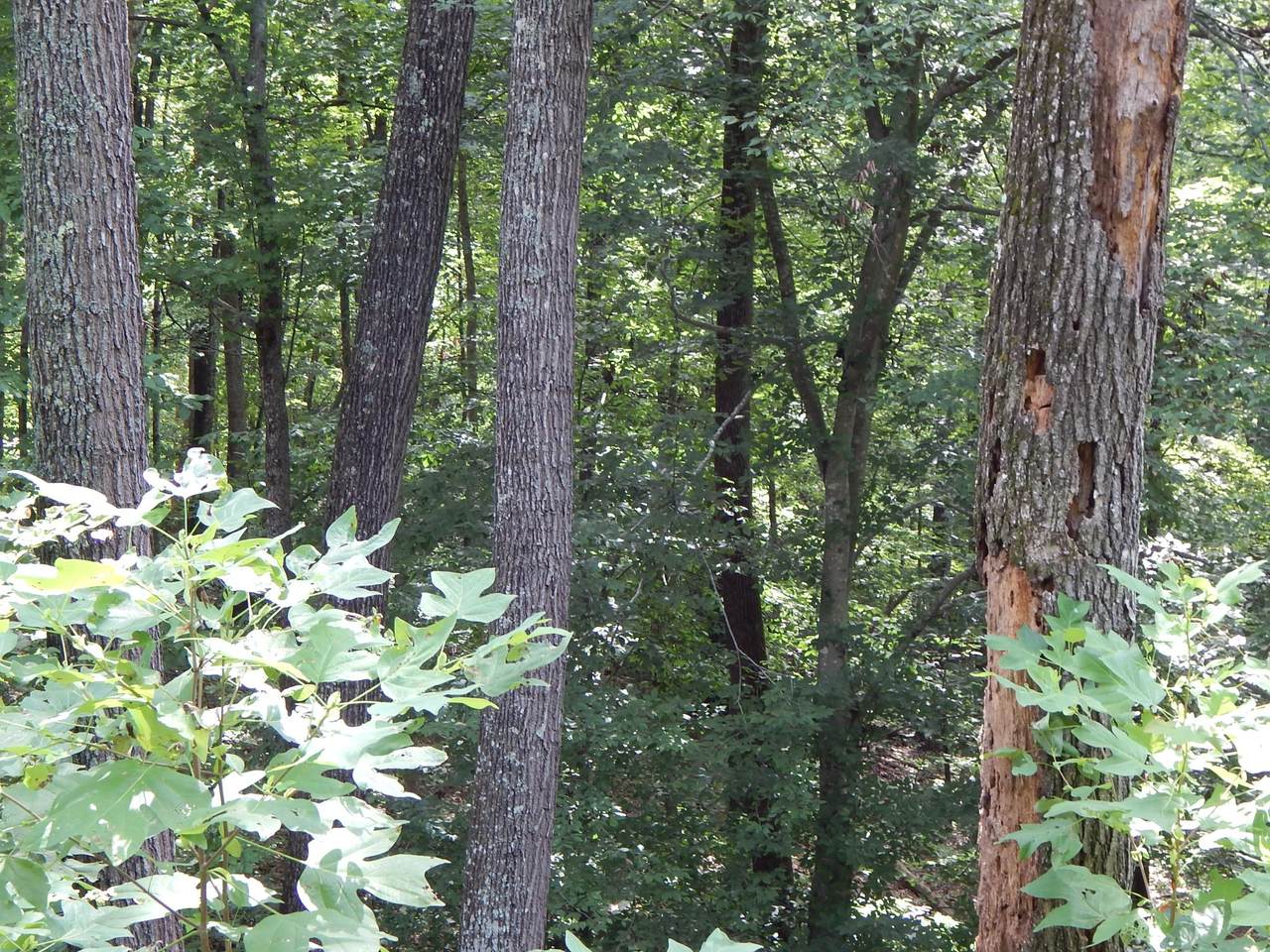 https://bt-photos.global.ssl.fastly.net/kaar/1280_boomver_2_976100-2.jpg