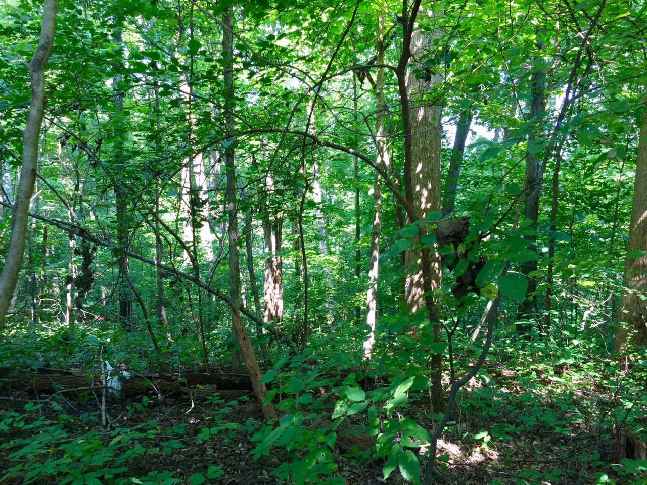 Polly Mountain (Lot #99) Rd - Photo 1