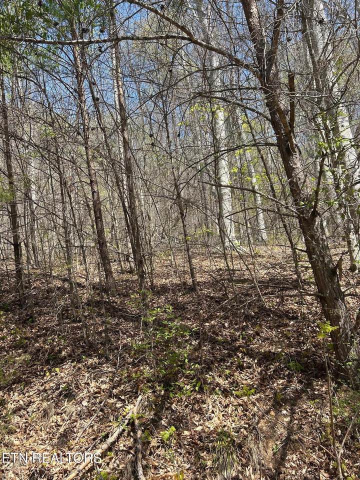 lot 3 Jones Ridge Rd - Photo 1