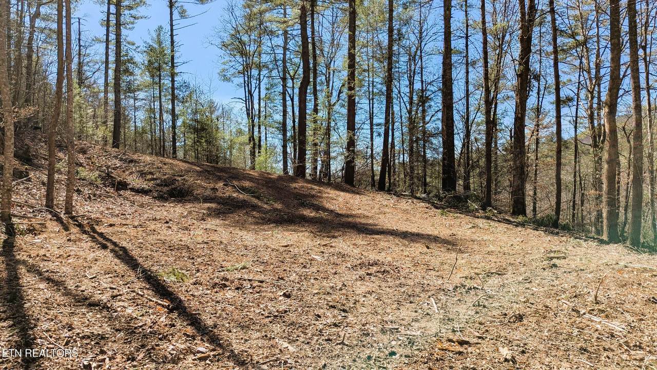 Carrs Creek 14 Acres Rd - Photo 1