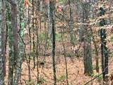 Lot 7 Butler Rd - Photo 8