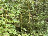 36.9 Acres Winningham Rd - Photo 17