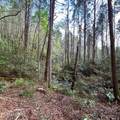40 acres Ivy Trail - Photo 18