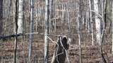 Lot 46 Cheyenne Drive - Photo 17