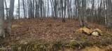 Sulpher Springs Way - Photo 3