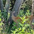  Thief Neck View Drive - Photo 25
