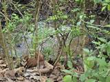 TR-2 Boatmans Mountain-Tr 2 Rd - Photo 14