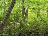 TR 3 Boatmans Mountain-Tr-3 - Photo 29