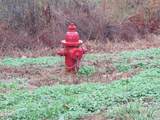 Lot 36 Lanis Rd - Photo 8