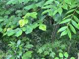  Lot 5 Willie Promore Rd - Photo 3
