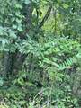  Lot 6 Willie Prigmore Rd - Photo 6