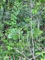  Lot 7 Willie Prigmore Rd - Photo 6