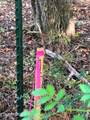 Tract 1 Pleasant Hill Road - Photo 2