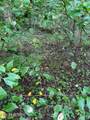 Lot 1 Timber Lake Drive - Photo 4
