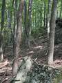 44 acres Sheep Bluff Rd - Photo 17