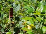 14.34ac Tomahawk Rd - Photo 27