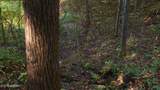 69.26 AC Wolfe Rd - Photo 23
