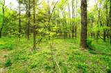 Tract 17 Pleasant View Cemetery Rd - Photo 55