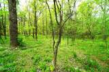 Tract 17 Pleasant View Cemetery Rd - Photo 56