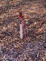 Tract 2 Lone Wolf Trail - Photo 6