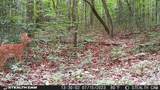  Smith Mountain Rd - Photo 4