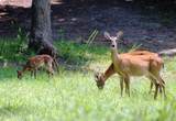 lot 41 Deer Tr - Photo 7