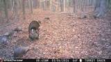 303 Tar Town Hollow Lane - Photo 29