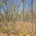 Lot 136 Tumbleweed Tr - Photo 8