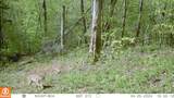 110 Braden Chapel Rd - Photo 55