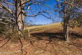50 Acres Sutton Hollow Rd - Photo 4