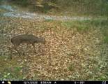  Fortunato Drive - Photo 13