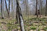 10.79ac S/O Buffalo Rd Rd - Photo 38