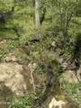 0000 Goshen Valley (64 Acres) Rd - Photo 24