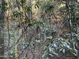 Tract 2 Pine Breeze Drive - Photo 8