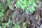 250 Mountain Side Lane - Photo 13