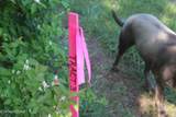 3730 Wayne Bryant Rd - Photo 2