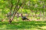Lot 21 &22 Walden Cove Way - Photo 8