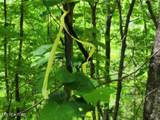Lot 6 Forest Trails Lane - Photo 3