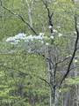 0 Barnes Hollow Rd - Photo 11