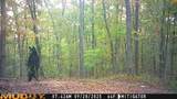 42+- Acres Dogwood Rd - Photo 8