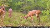 42+- Acres Dogwood Rd - Photo 9