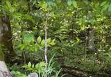 0 Spring Creek Rd - Photo 12
