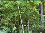 0 Spring Creek Rd - Photo 13