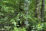 0 Spring Creek Rd - Photo 7