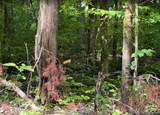 0 Spring Creek Rd - Photo 9