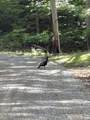 Lot 6 Walnut Flats Rd - Photo 9
